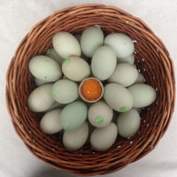 土大妈 生海鸭蛋 20枚 新鲜广西北海北部湾红树林放养