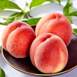预售 新鲜桃子 陕桃水蜜桃1斤装 蜜桃孕妇水果蜜桃 陕西水蜜桃 1斤装