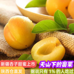 新疆杏子5斤佟丽娅推荐助农应季新鲜孕妇水果小白甜杏 陕西仓发