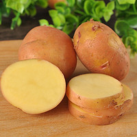 新鲜土豆 云南红皮黄心小土豆现挖 小土豆5斤（鸡蛋大小左右）