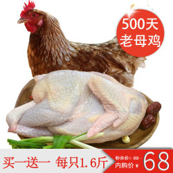 百年栗园 散养500天生鲜土鸡老母鸡800g