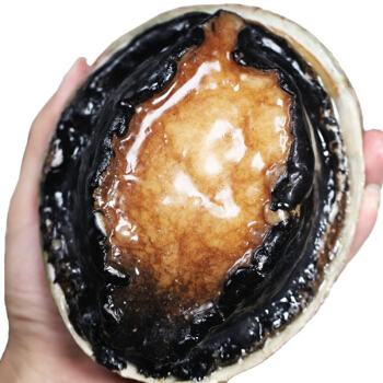 渔传播 FISHERY PROPAGATION 澳洲进口鲜活大鲍鱼500-600g 1只 生猛海鲜 海鲜水产 单只一斤