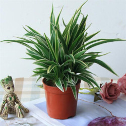 金边吊兰 盆栽植物