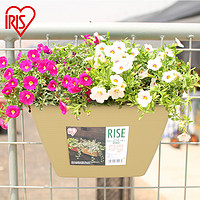 IRIS 爱丽思 长方形塑料吊挂花盆吊兰壁挂式室外阳台园艺种植花盆