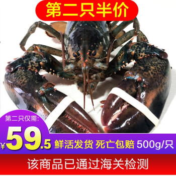 【第二只5折，两只188】鲜活波士顿龙虾整只加拿大进口波龙 大龙虾北京可闪送 500g左右【1只】