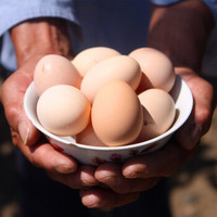 九华粮品 初生蛋 60枚 农家笨鸡蛋 柴鸡蛋 小鸡蛋 粉壳