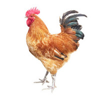 大公鸡 买1只送1只 新鲜土鸡散养童子鸡 生鲜柴鸡笨鸡走地鸡 嫩鸡肉 整鸡 公鸡杀前约2.7斤