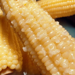 鲜甜新鲜东北糯玉米棒粘黏甜即食玉米真空装整箱东北苞米2200g