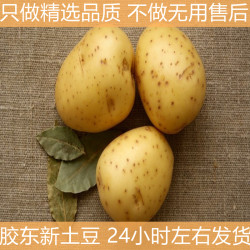 山东现挖新鲜土豆3斤土豆农产品黄心马铃薯蔬菜洋芋