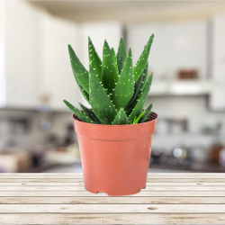 拼乐趣 芦荟盆栽多肉植物室内仙人掌