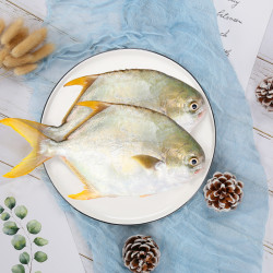 xiangtai 翔泰 国产海南金鲳鱼 500g