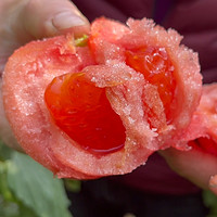 LAIYANG PEAR 莱阳梨 普罗旺斯西红柿新鲜自然熟生吃即食沙瓤番茄新鲜当季蔬菜5斤整箱