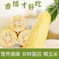 移动端:山田园非转基因东北甜糯玉米棒零添加 6支非真空