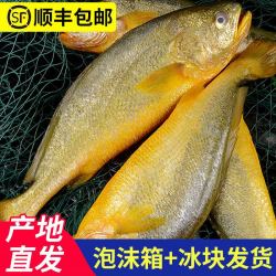 新鲜深海大黄鱼宁德黄花鱼15斤非东海黄鱼现捕现发鲜活冷冻顺丰