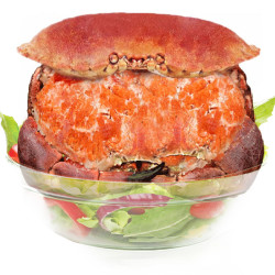 鲜活海鲜_首鲜道 面包蟹 每只800-600g多少钱-什么