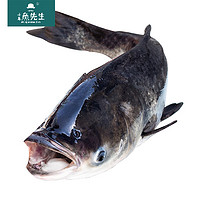 千岛鱼先生 国产千岛湖胖头鱼鲜活鳙鱼 3kg