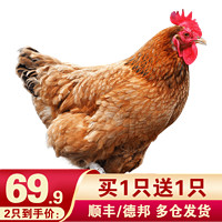 黄河畔 买1只送1只 农家散养土鸡三黄鸡整只装