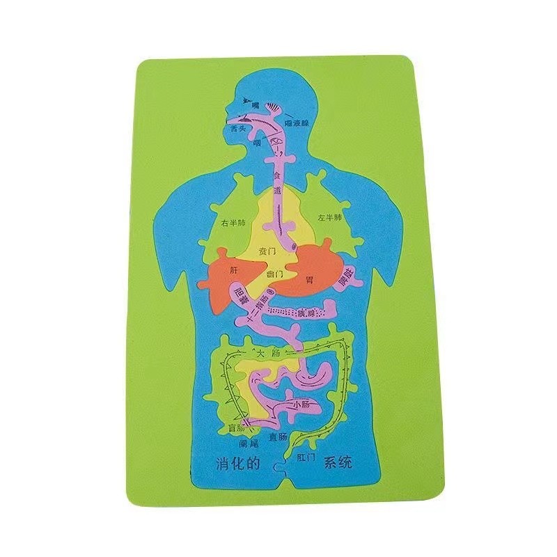 神孩子  DIY人体器官消化系统拼图 人体器官消化系统颜色随机