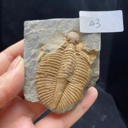 三叶虫化石保真完整精品三叶虫古生物化石儿童礼物教学科普