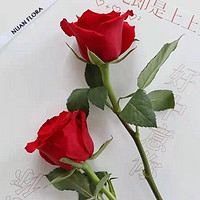 初卉 鲜花速递单支玫瑰花活动公司用花全国同城配送花店送花上门 单支红玫瑰（10支起送）