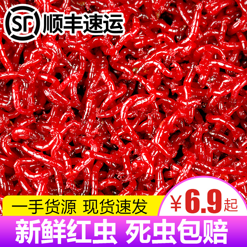 鲜活红虫特大号公虫活体活饵喂鱼饵拉饵鲫鱼野钓饵料钓鱼蚯蚓鱼饵
