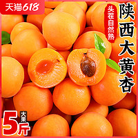 陕西新鲜大黄杏5斤 应当季孕妇水果酸甜青杏子巨蜜金太阳杏2包邮