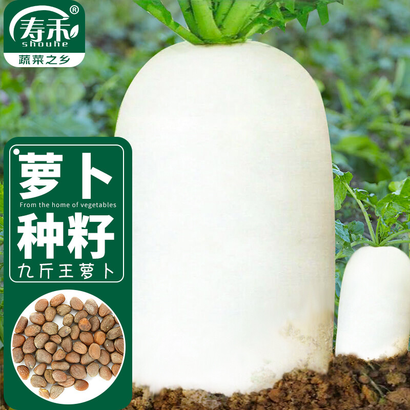 寿禾 特大白萝卜种子白皮水果萝卜蔬菜种籽 九斤王萝卜种子20g