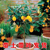 半径风景 四季柠檬树盆栽 3年苗 1棵50cm-60cm (泥球发货)