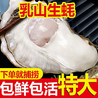正宗乳山生蠔鮮活牡蠣新鮮帶殼海鮮水產帶箱6斤