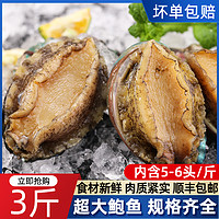 沃派 新鲜鲍鱼鲜活漂烫超大海鲜水产批发特大加热即食素小鲍鱼汁捞饭干