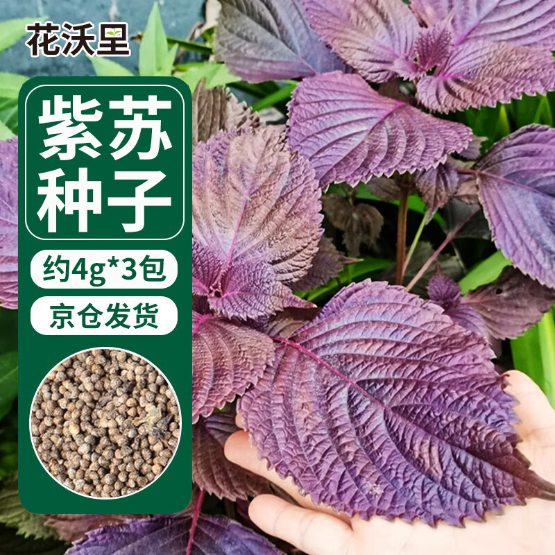 花沃里紫苏种子4g*3包 蔬菜种子家庭盆栽阳台办公庭院田间种植菜籽