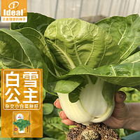 IDEAL理想农业 奶白菜种子四季小白菜蔬菜籽阳台盆栽奶白菜种子20g*1袋