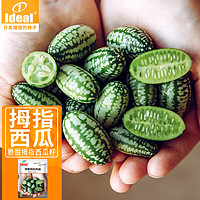 IDEAL理想农业 拇指西瓜种子阳台盆栽水果种子拇指西瓜种子110粒*1袋