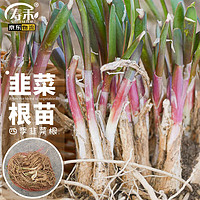 寿禾 韭菜根苗宽叶大叶四季蔬菜苗 潍育四季韭菜根300棵（约300人量）