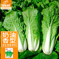 IDEAL理想农业 速生奶油快菜种子小白菜青菜种子阳台蔬菜种子10g*1袋