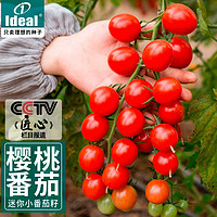 IDEAL理想农业 番茄种子水果西红柿种子四季蔬菜种子樱桃小番茄种籽 樱桃番茄种子20粒1包