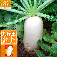 IDEAL理想农业 萝卜种子大白萝卜种籽白皮水果萝卜蔬菜种籽15g*1袋