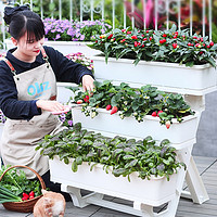 朵咔园艺特大号花盆家用塑料种菜专用箱花箱长方形多层花架阳台菜架子种植 三层雅典白花架