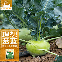 IDEAL理想农业 苤蓝种子盆栽庭院易种四季蔬菜种子丕蓝菜籽10g*1袋