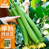 IDEAL理想农业 长丝瓜种子早熟肉丝瓜种子庭院易种四季蔬菜种籽10g*1袋
