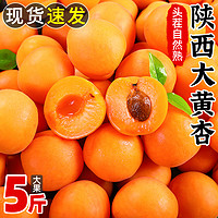 甘福园 陕西头茬大黄杏5斤当季新鲜孕妇水果酸甜青杏子巨蜜金太阳杏包邮