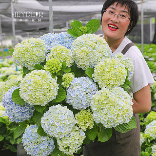 海蒂的花园 盆栽植物 有松15cm盆