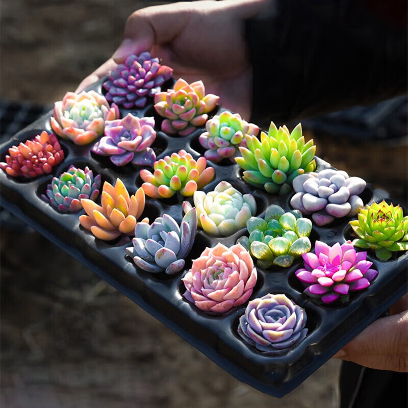 轩林美 多肉植物 肉盆栽组合套装 老桩办公室内耐干旱懒人绿植花卉 精选2颗肉+2彩盆+营养土 。