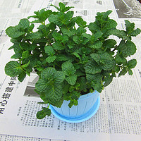 若绿 柠檬薄荷 办公室内桌面新鲜香草盆栽植物苗绿植花卉 薄荷 蓝色木桶盆