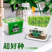 ECOEY无土栽培水培蔬菜育苗盘培育盆盒子种植简单成活率高 豌豆