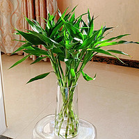 淘乡甜 富贵竹水培植物10枝 长度60-70cm