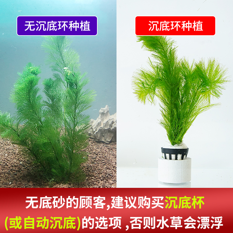 花百年 蜈蚣草水草植物养龟鱼缸造景鱼草缸净水绿植养鱼绿菊后景草