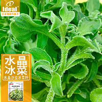 Ideal 理想农业 水晶冰菜种籽1100粒*1袋