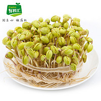 有机汇 黄豆芽水生豆芽新鲜蔬菜自然发芽500g