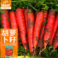 Ideal 红胡萝卜种籽四季播种盆栽庭院易种瓜果蔬菜种籽10克